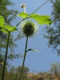 Geum urbanum. Верхушка веточки с плодом. Казахстан, хр. Сырдарьинский Каратау, ущ. Беркара, ≈ 750 м н.у.м., ясеневый тугай, берег речки. 15 июня 2023 г.