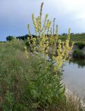 Verbascum lychnitis