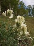 Hedysarum turczaninovii. Цветущее растение. Красноярский край, отроги Вост. Саяна, заповедник \"Столбы\". 26.05.2008.