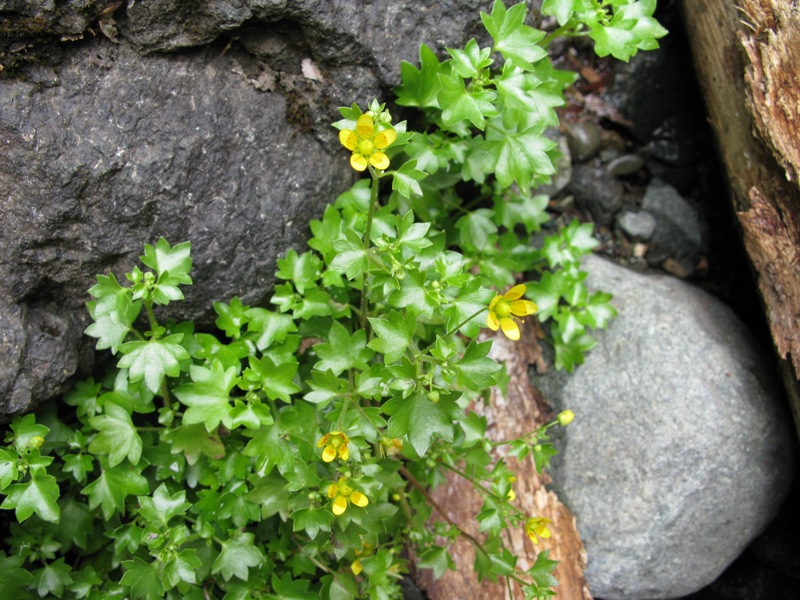 Изображение особи Saxifraga cymbalaria.