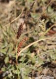 Carex cuspidata. Верхушка побега с мужскими (сверху) и женскими соцветиями . Крым, окр. пос. Никита, мыс Мартьян, осветлённый арчово-пушистодубняк. 21.07.2011.