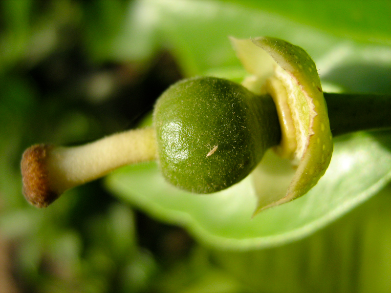 Изображение особи Citrus sinensis.