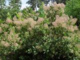 Cotinus coggygria