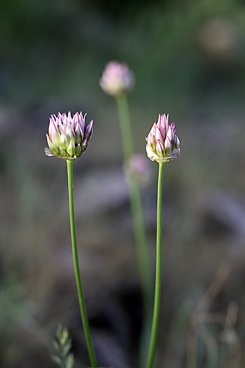 Image of Allium inconspicuum specimen.