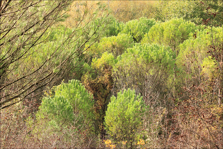 Изображение особи Pinus pinea.