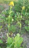 Ligularia schmidtii