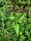 Persicaria lapathifolia