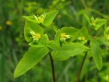 Euphorbia stricta. Соцветие. Горный Крым, влажная поляна на склоне Демерджи. 18 мая 2013 г.