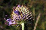 Dipsacus dipsacoides