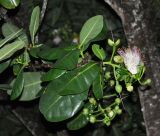 Barringtonia asiatica. Верхушка ветви с цветком. Таиланд, Краби. 17.06.2013.