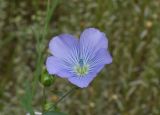 Linum usitatissimum