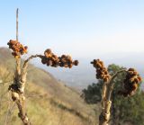 Rhus coriaria