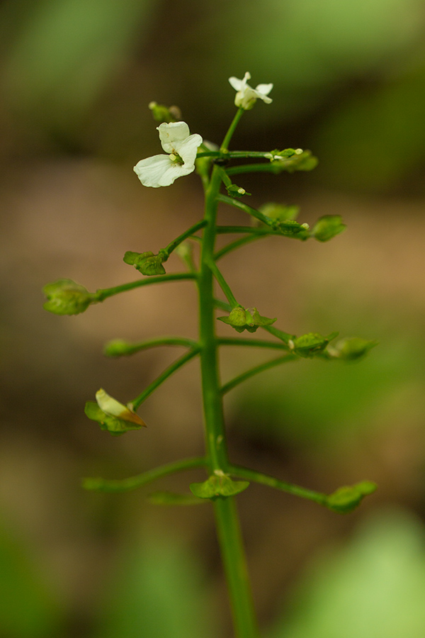 Изображение особи Pachyphragma macrophyllum.