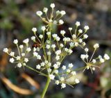 Falcaria vulgaris