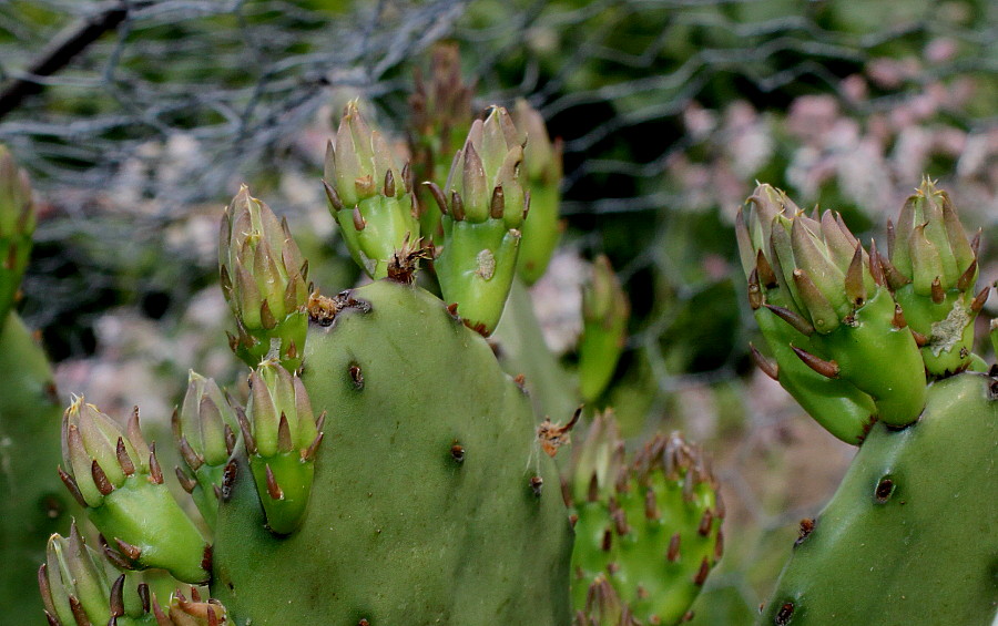 Изображение особи Opuntia ficus-indica.