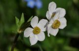 Anemonastrum protractum