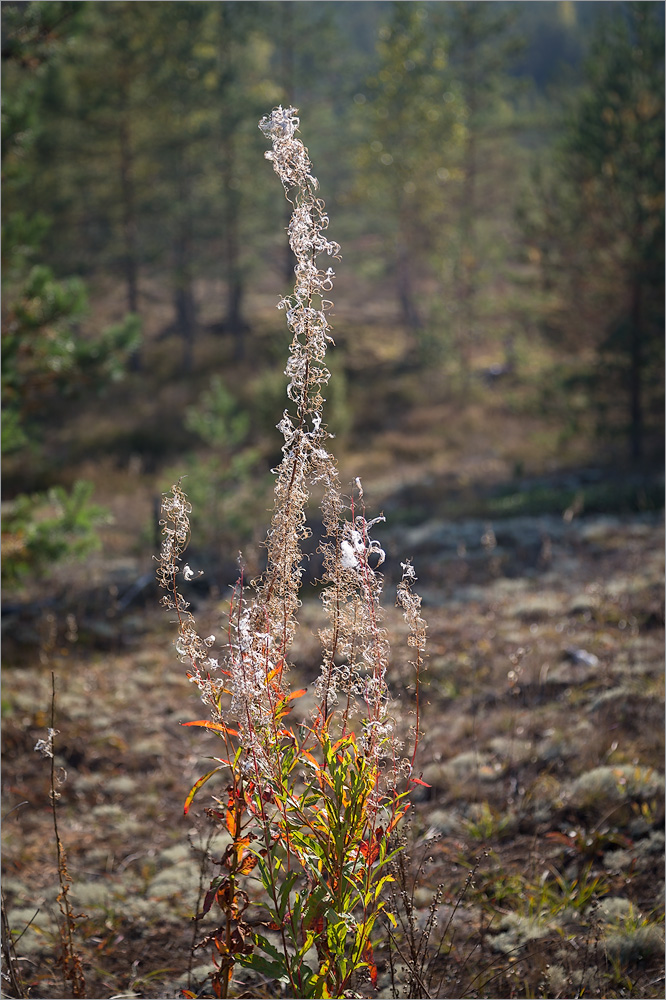 Изображение особи Chamaenerion angustifolium.