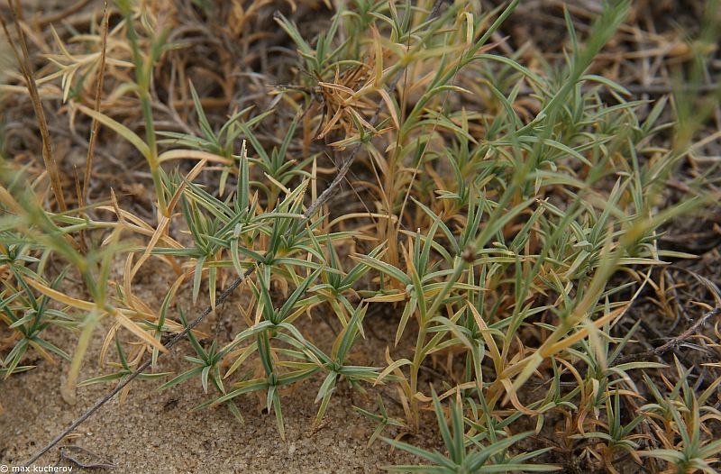 Изображение особи Dianthus squarrosus.
