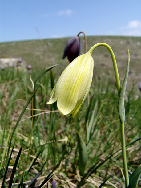 Изображение особи Fritillaria caucasica.