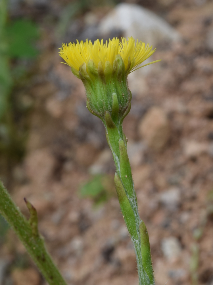 Изображение особи Tussilago farfara.