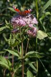 Eupatorium cannabinum