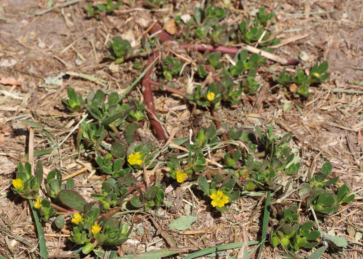 Изображение особи Portulaca oleracea.