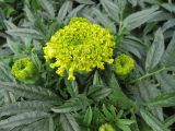 Tagetes erecta