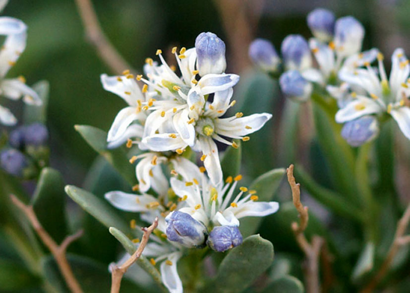 Изображение особи Nitraria sibirica.