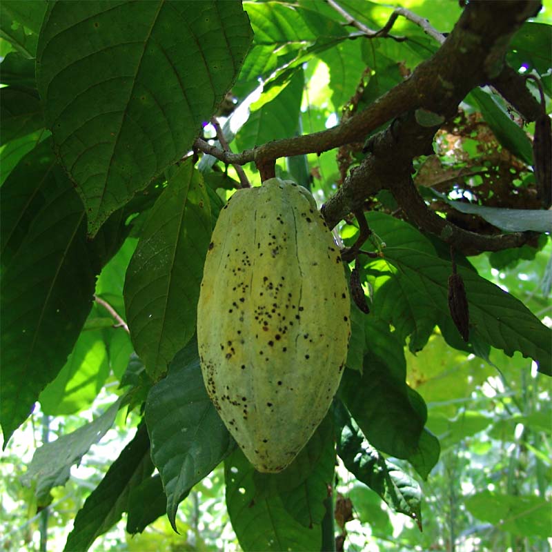 Изображение особи Theobroma cacao.
