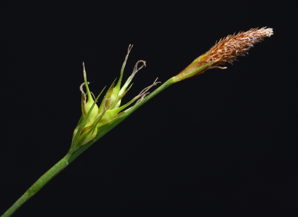 Image of Carex longirostrata specimen.