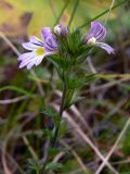 Euphrasia brevipila. Верхушка цветущего растения. Свердловская обл., окр. г. Североуральск, опушка смешанного леса в р-нескалы Струнин Камень, левый берег р. Вагран. 06.09.2015.