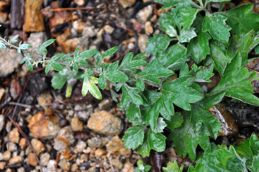 Изображение особи Artemisia saitoana.