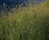 Dactylis glomerata. Цветущие растения. Санкт-Петербург, окр. Пискарёвского парка. 05.07.2009.