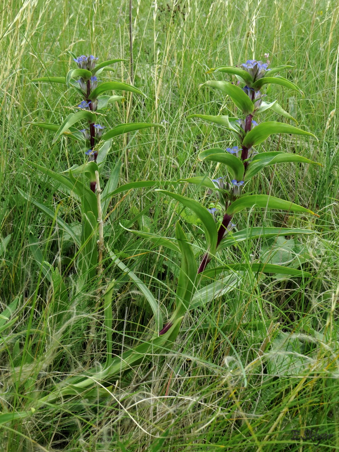 Изображение особи Gentiana cruciata.