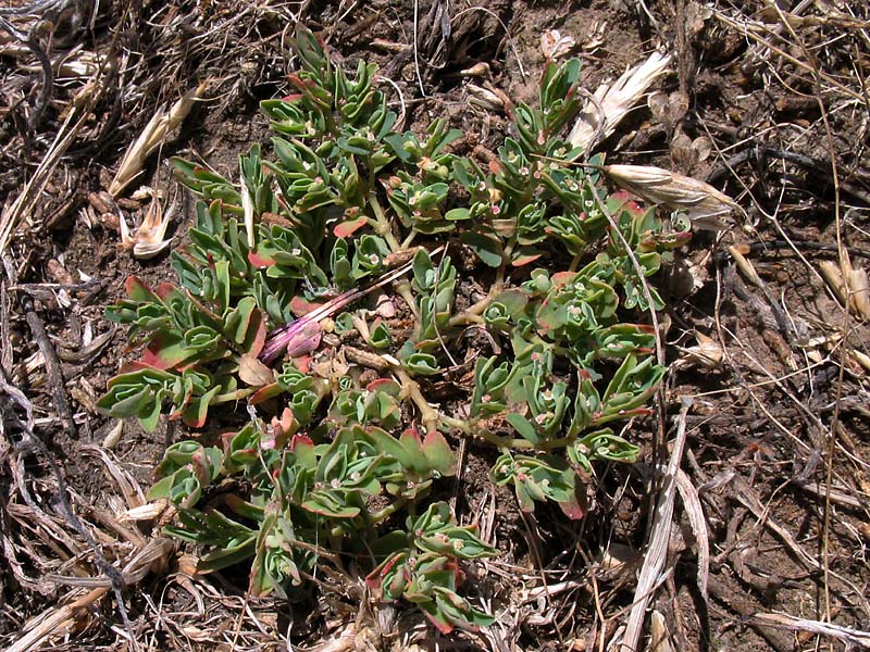 Изображение особи Euphorbia humifusa.