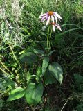 Echinacea purpurea. Цветущее растение. Томск, городская свалка. 10.09.2015.