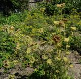 Daucus sativus