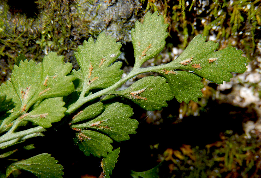 Image of Asplenium ruta-muraria specimen.