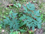 Angelica sylvestris