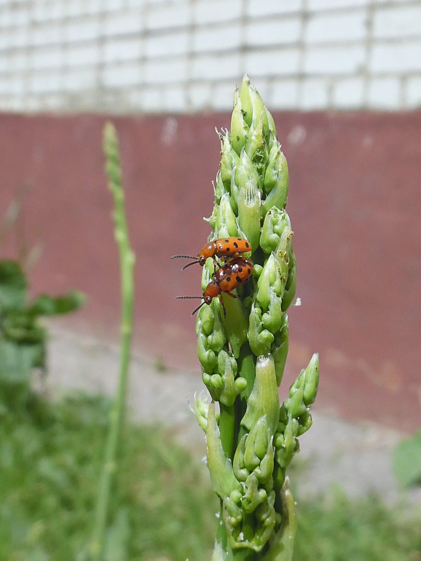 Изображение особи Asparagus officinalis.