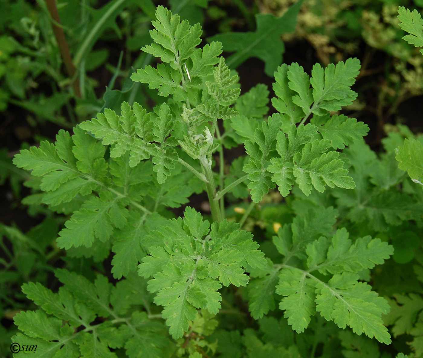 Изображение особи Pyrethrum parthenium.