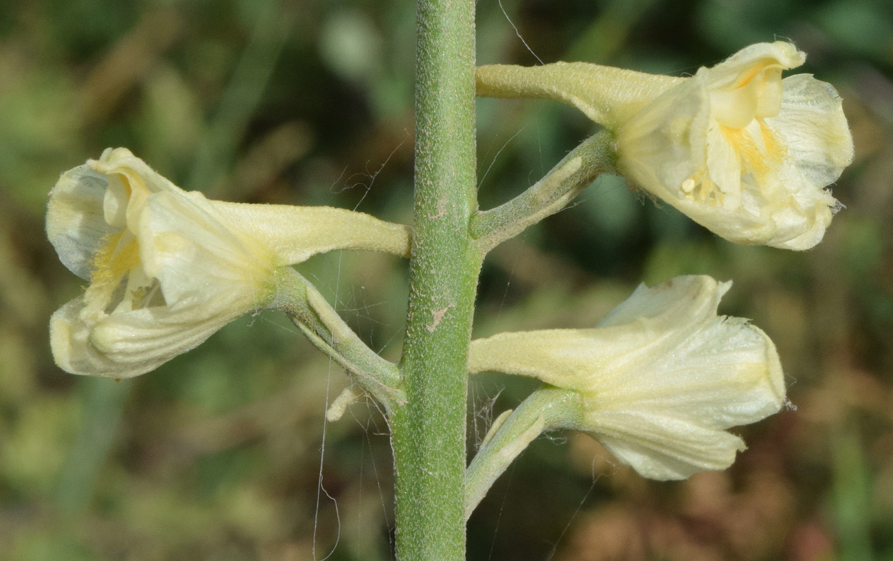 Изображение особи Delphinium biternatum.