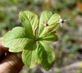 Trientalis europaea. Плодоносящее растение. Магаданская обл., окр. г. Магадан, мр-н Солнечный, склон сопки. 14.08.2016.