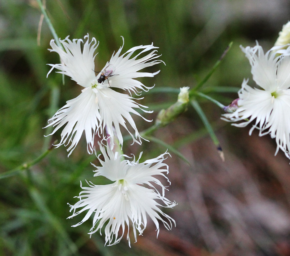 Изображение особи Dianthus acicularis.