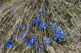 Gentiana angulosa. Цветущие растения. Кабардино-Балкария, Эльбрусский р-н, склон г. Чегет. 21.05.2009.