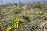 Euphorbia komaroviana. Цветущие растения в сообществе с Potentilla fragarioides. Приморский край, о. Русский, мыс Тобизина, прибрежные скалы. 13.05.2018.