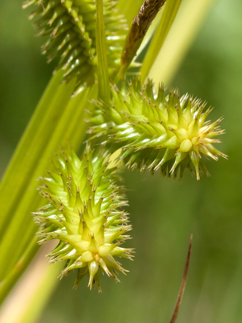 Изображение особи Carex pseudocyperus.