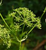 Sium latifolium. Часть побега с незрелым соплодием. Восточный Казахстан, г. Усть-Каменогорск, правый берег р. Иртыш, влажный луг. 30.07.2018.