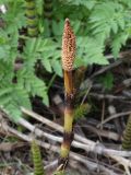 Equisetum telmateia