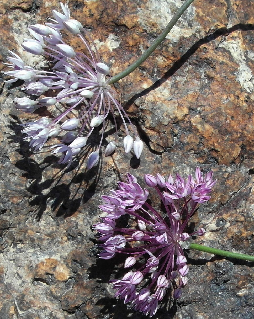 Image of Allium pallasii specimen.